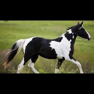 Meet your Posher, Jay